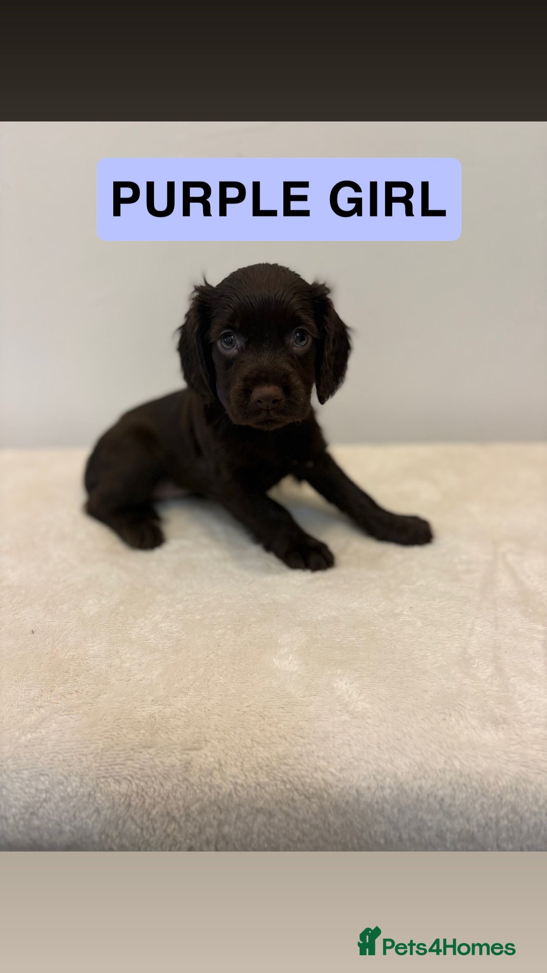 Cocker Spaniel dogs for sale: Gorgeous Full Cocker Spaniel Pups  - Image 15