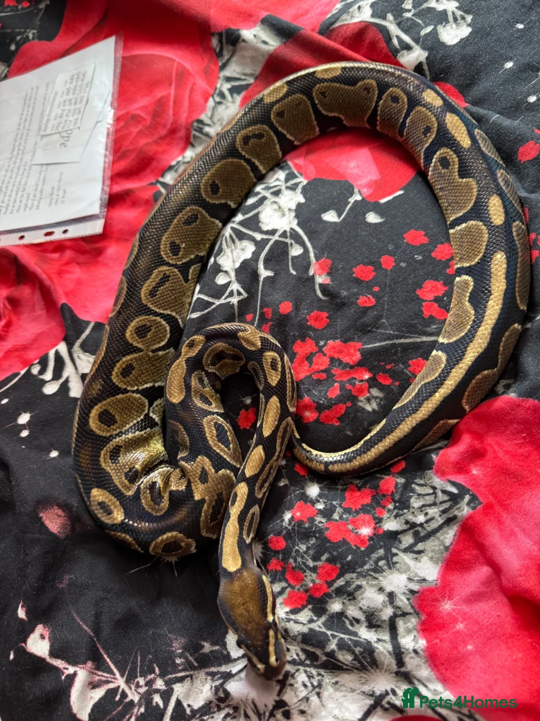 Python Snake reptiles for sale: Royal python collection  - Advert 6