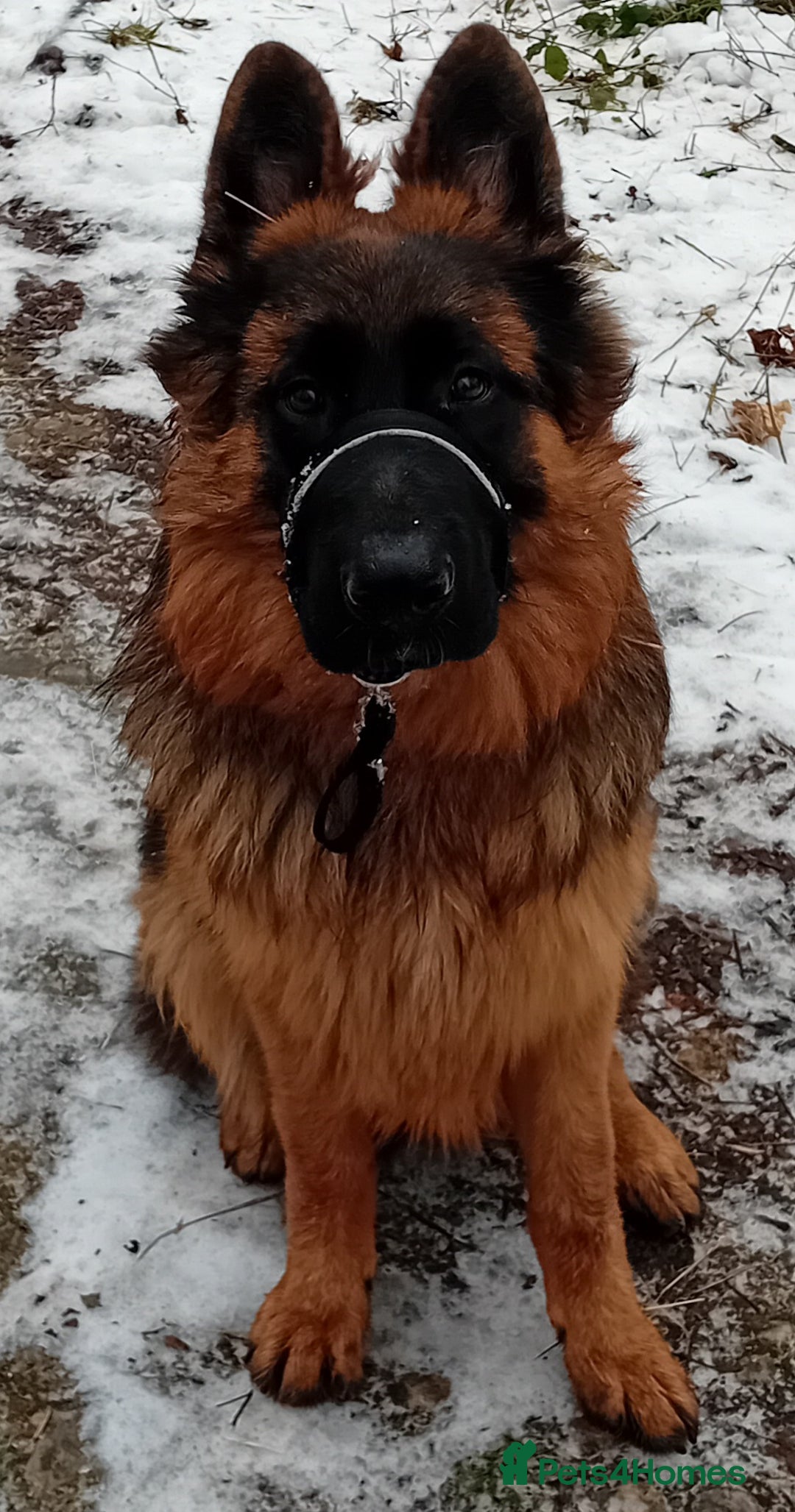 German Shepherd dogs for sale: Beautiful male German Shepherd  - Advert 10