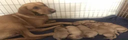 Labrador Retriever dogs for sale: Adorable KC Fox Red Lab Puppies - Advert 5