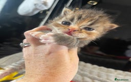 Mixed Breed cats for sale: Health Tested Perdolls - Image 12