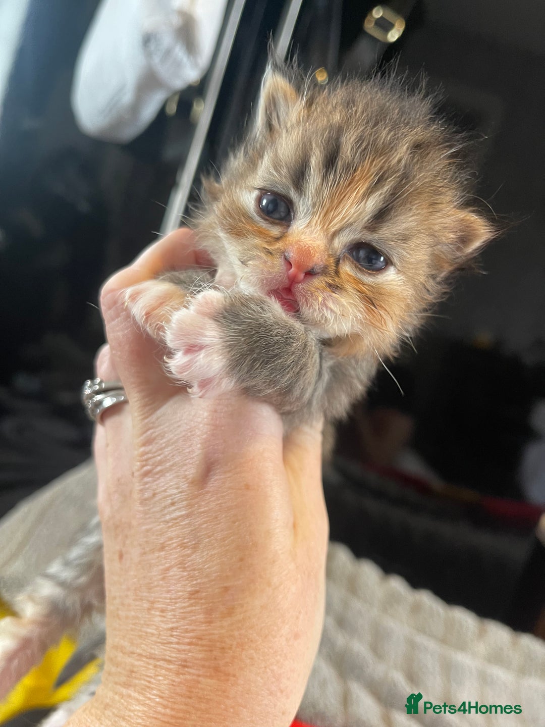 Mixed Breed cats for sale: Health Tested Perdolls - Image 12
