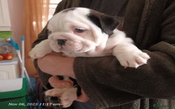 English Bulldog dogs for sale: Beautiful English buldog awaiting for new parents - Image 8