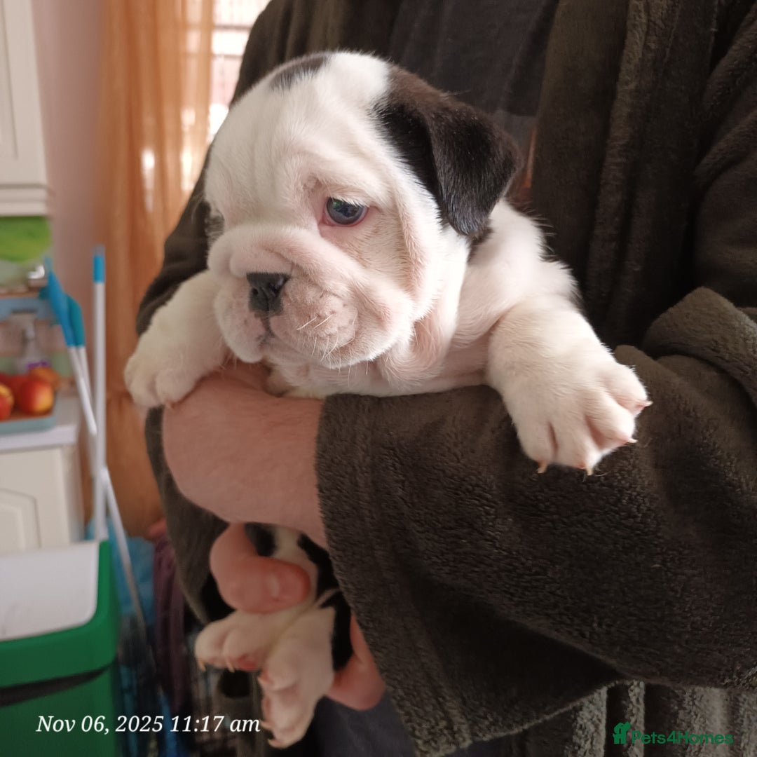 English Bulldog dogs for sale: Beautiful English buldog awaiting for new parents - Image 8