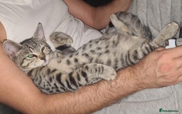 Bengal cats for sale: Mixed bengal kittens   - Image 4