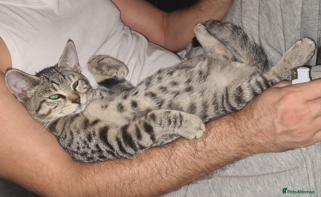 Bengal cats for sale: Mixed bengal kittens   - Image 4