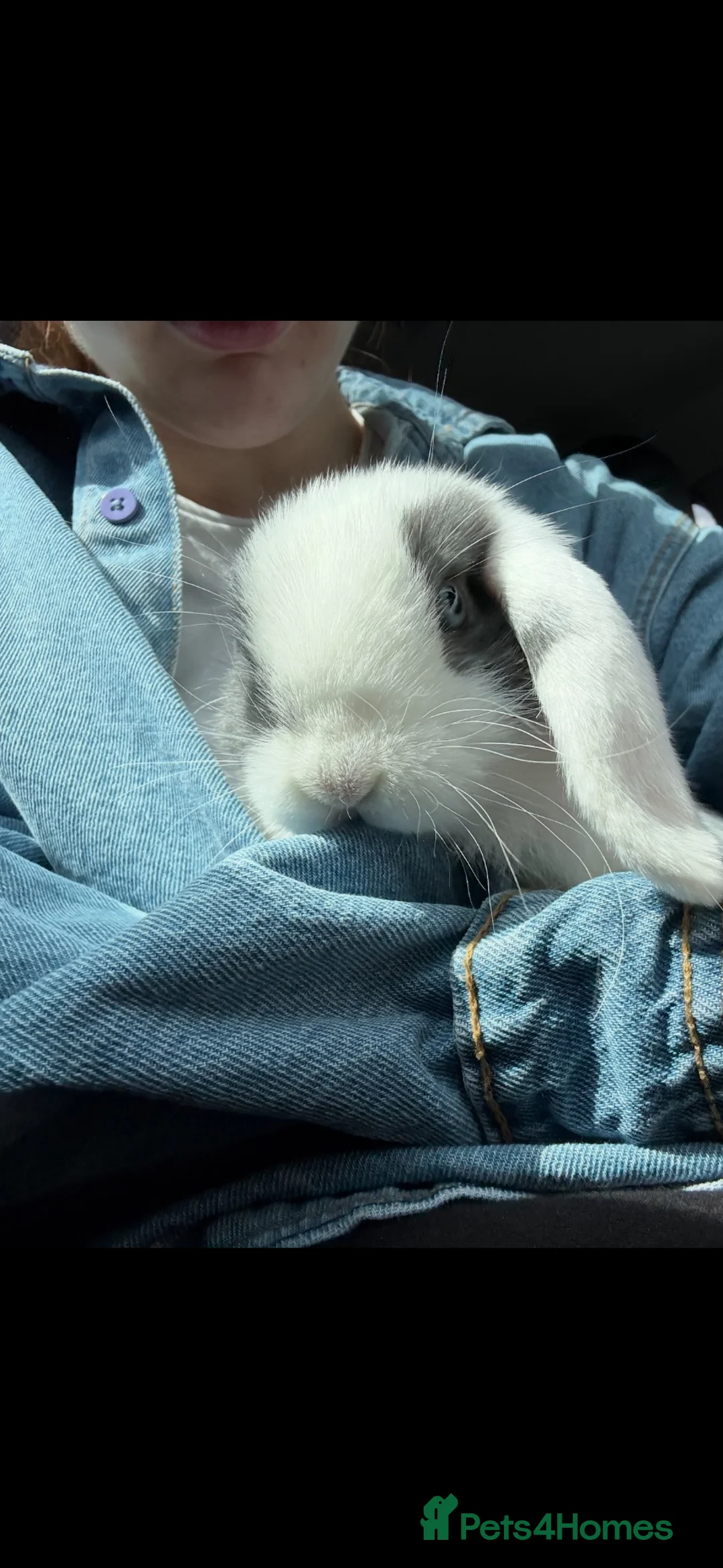 Mini Lop rabbits for sale: 9 week old male mini lop - Advert 3