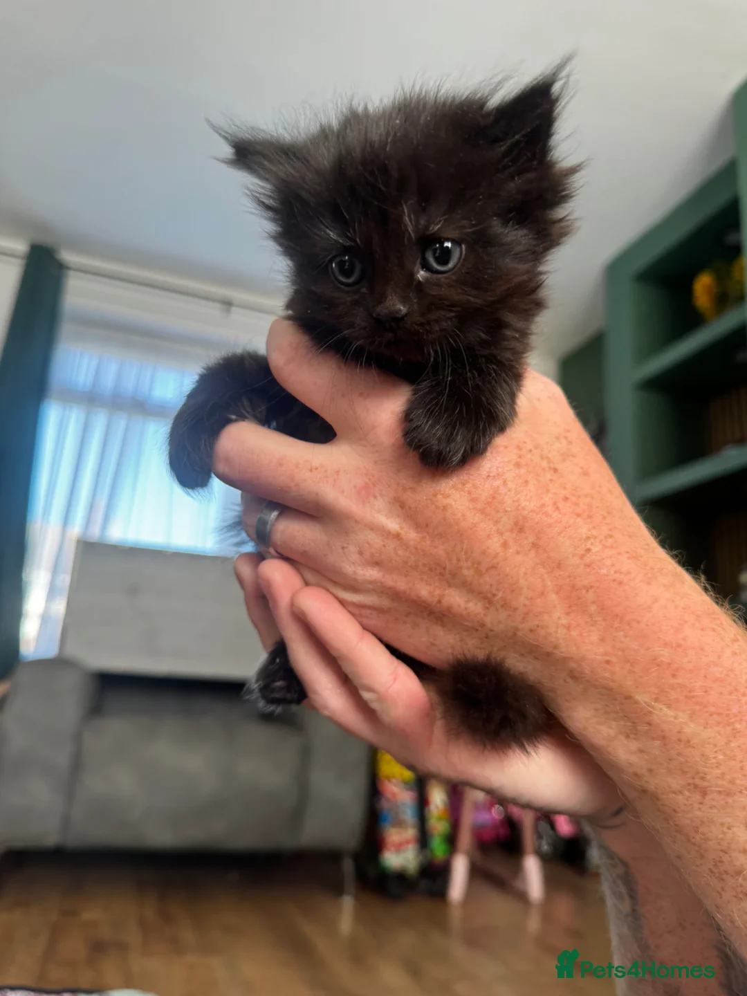 British Shorthair cats for sale: Longhair kittens - Advert 2