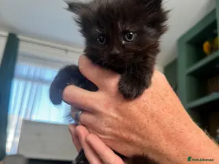 British Shorthair cats Shorthair male kitten - Advert 10