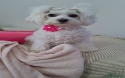 Maltese dogs for sale: Maltese Girls - Image 5