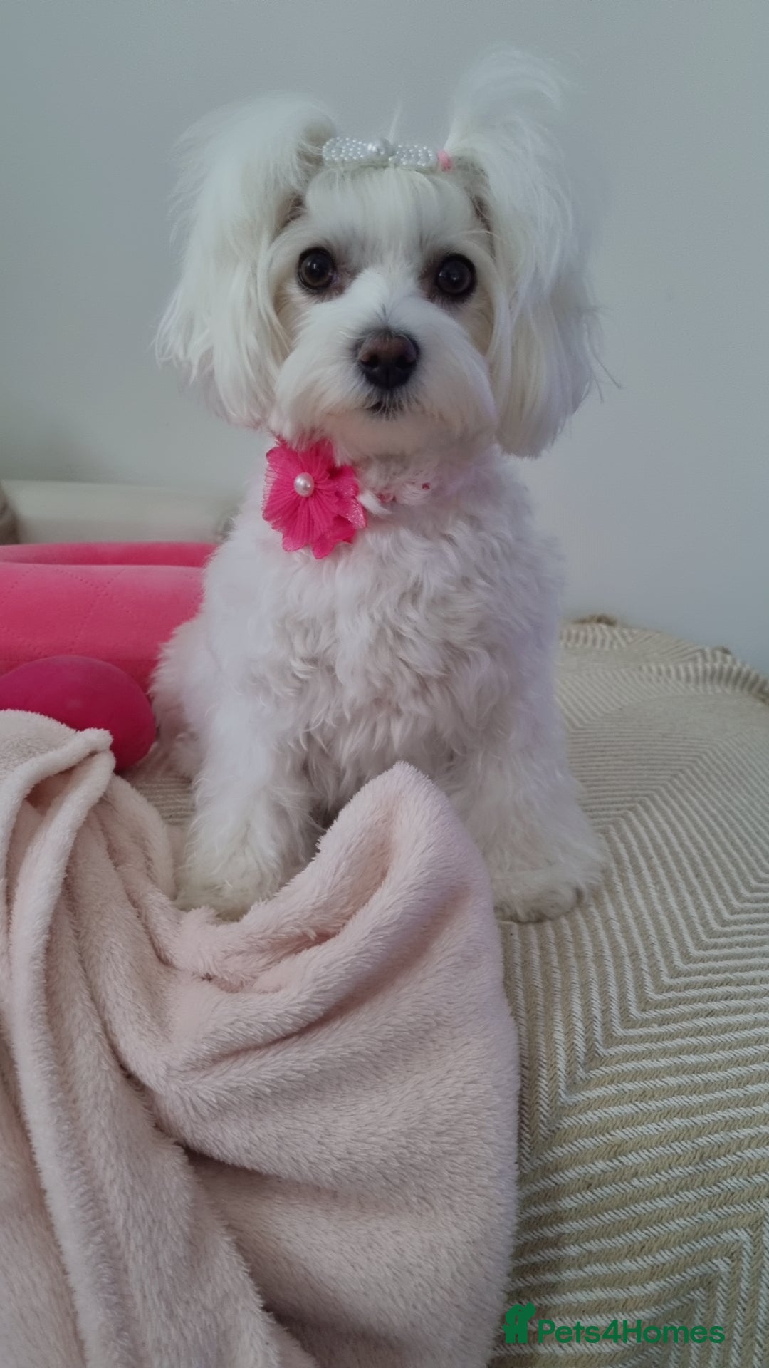 Maltese dogs for sale: Maltese Girls - Image 5