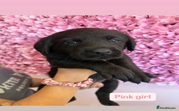 Labrador Retriever dogs for sale: Last 3 boy Labrador puppies for sale  - Image 7