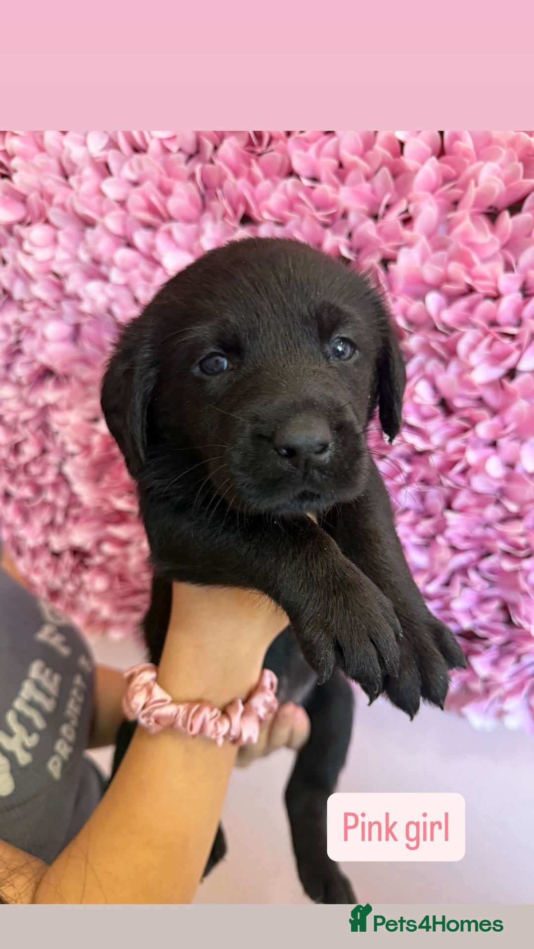 Labrador Retriever dogs for sale: Last 3 boy Labrador puppies for sale  - Image 7