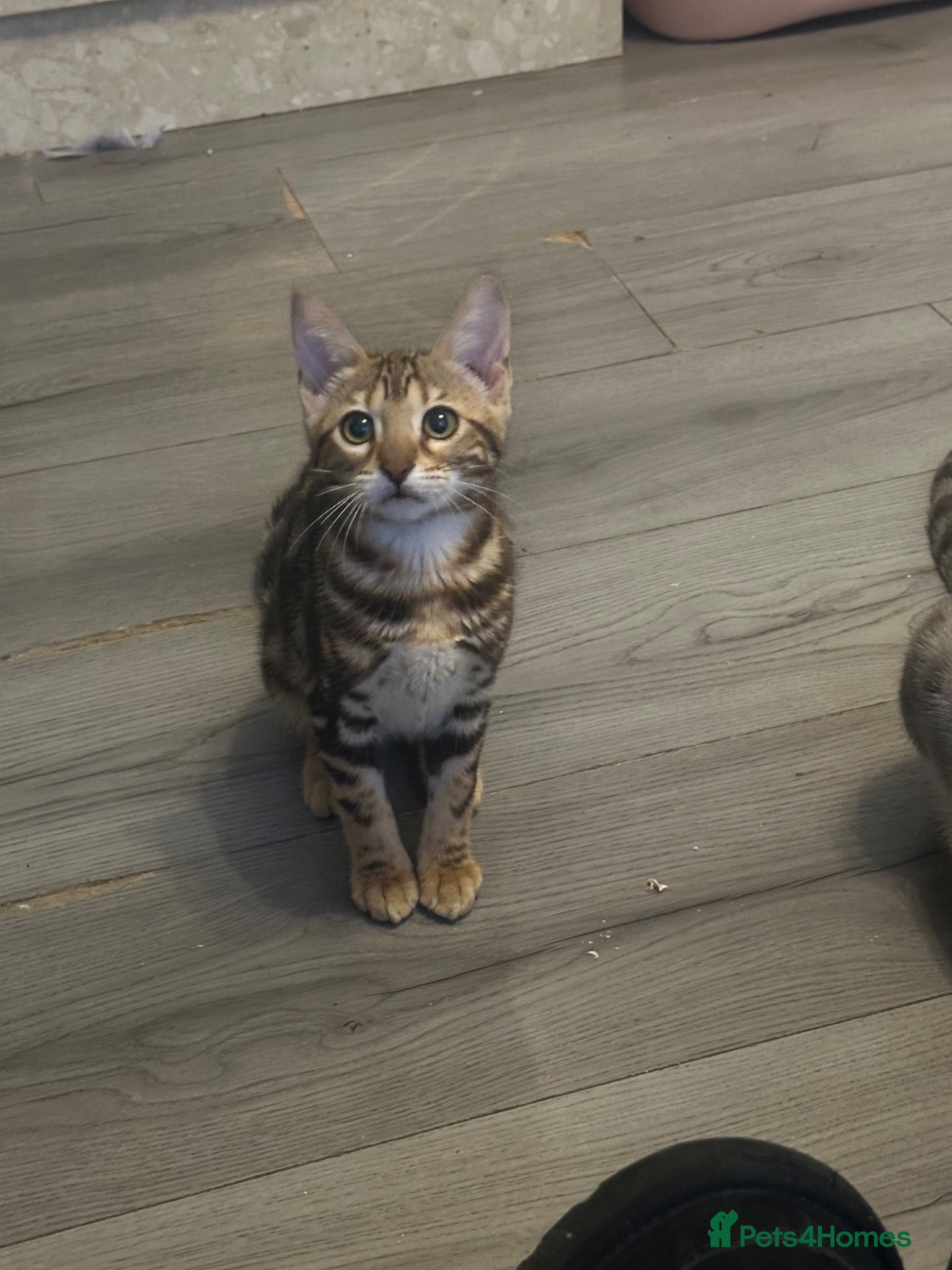 Bengal cats Pure breed bengals - Advert 1