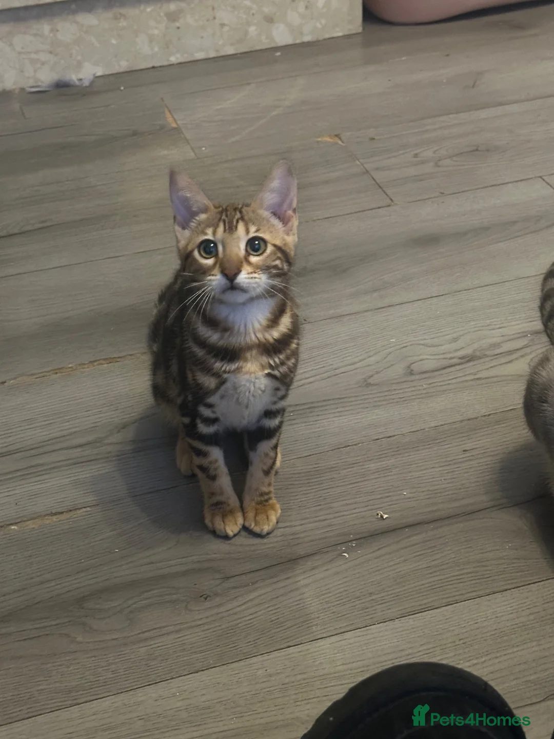 Bengal cats for sale: Pure breed bengals - Advert 1