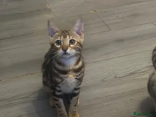 Bengal cats Pure breed bengals - Advert 1