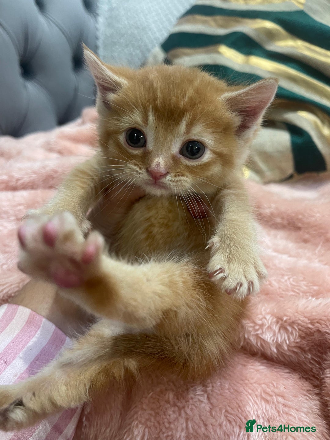 Scottish Fold cats for sale: Male Scottish Fold Available  - Image 1