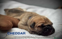 Cane Corso dogs for sale: 🐾✨ PatoSquad Kennel FCI Puppies ✨🐾 - Image 3