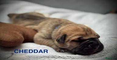 Cane Corso dogs - Advert 7