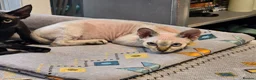 Devon Rex cats for sale: READY NOW Super loving Devon Rex - Advert 13