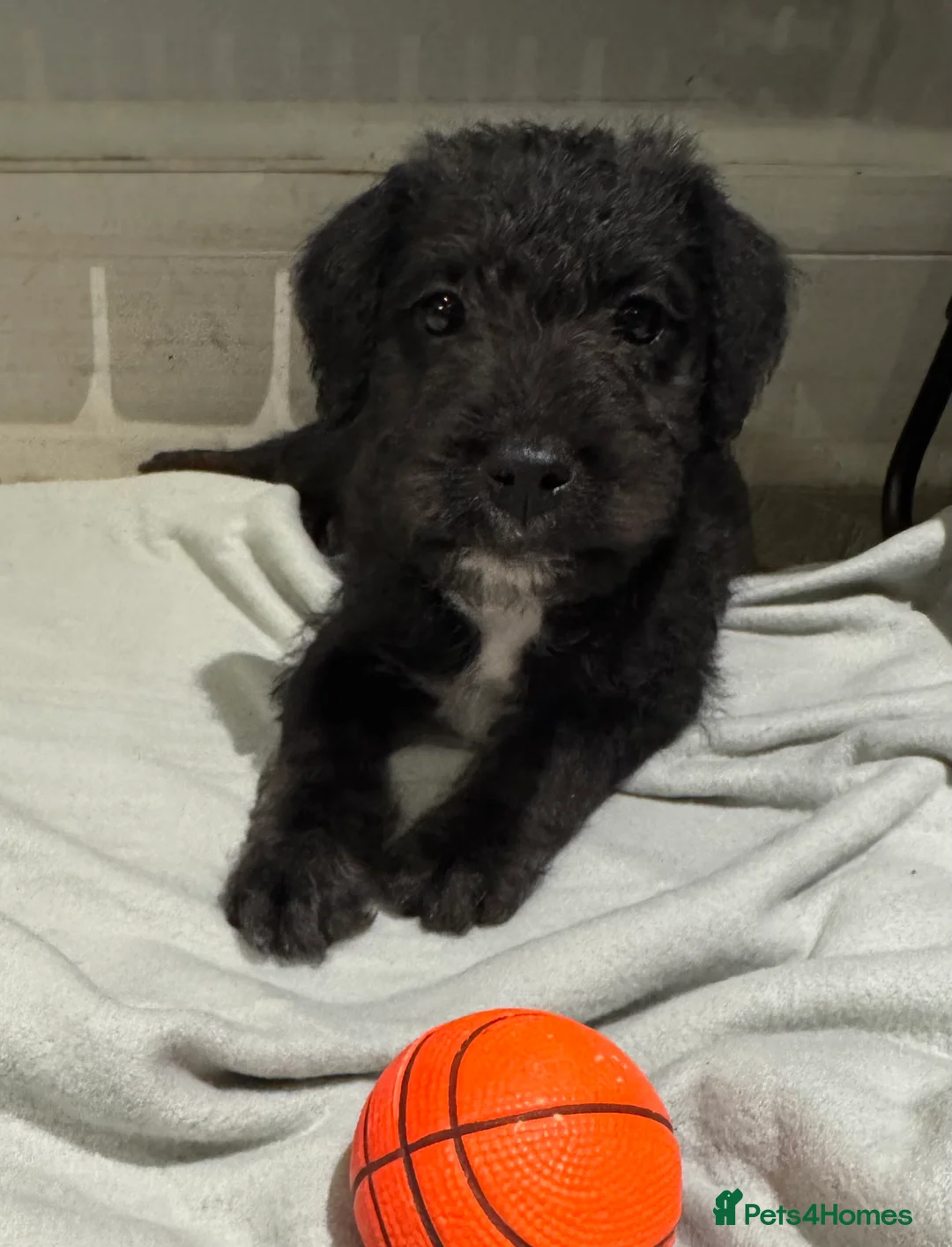 Bedlington Terrier dogs for sale: F1 bedlington whippet puppies available  - Advert 9