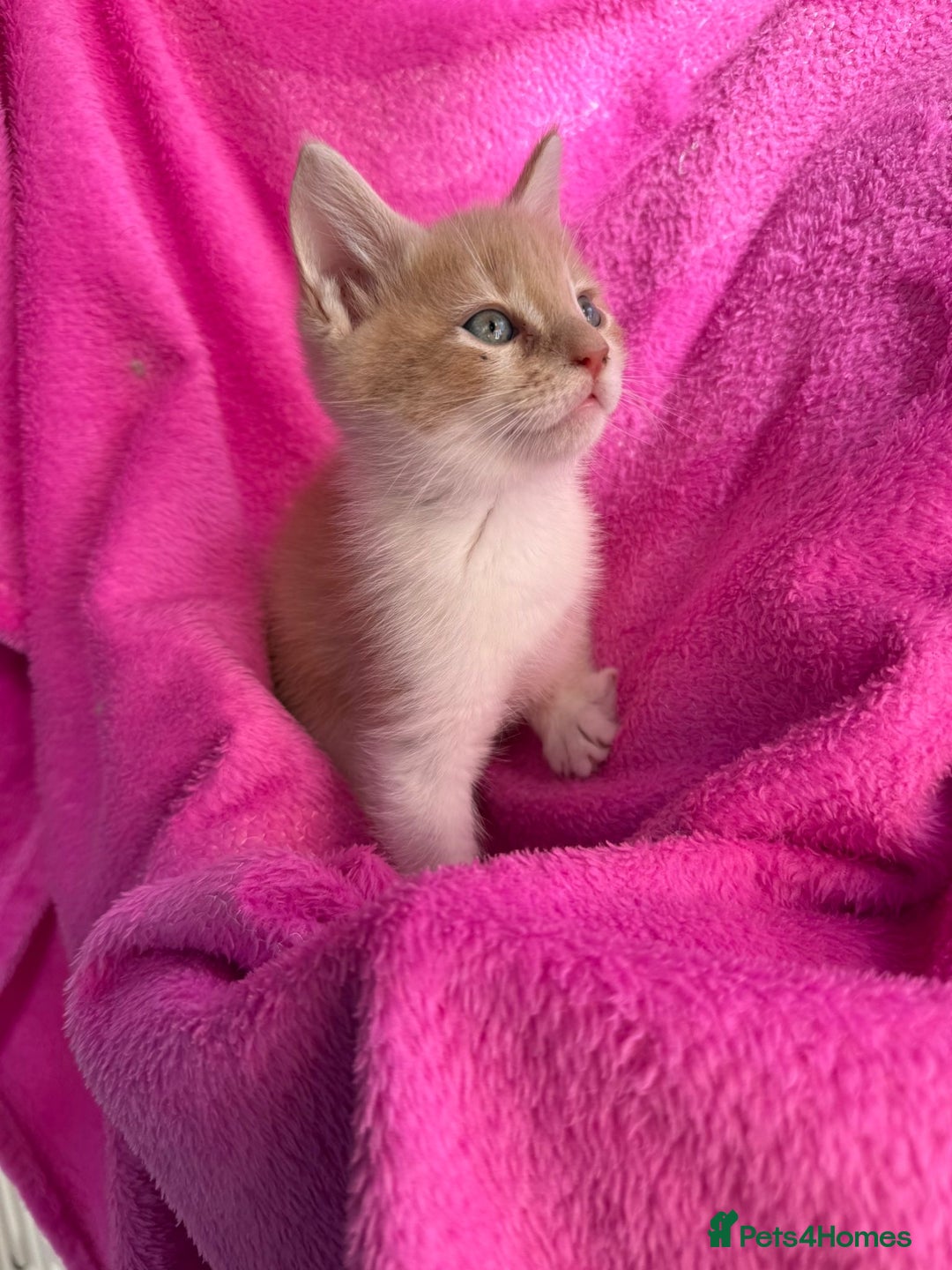 Maine Coon cats for sale: Beautiful Maine Coon Cross Kittens  - Image 13