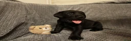 Labrador Retriever dogs for sale: Black Labrador puppies  in Ipswich - Advert 10
