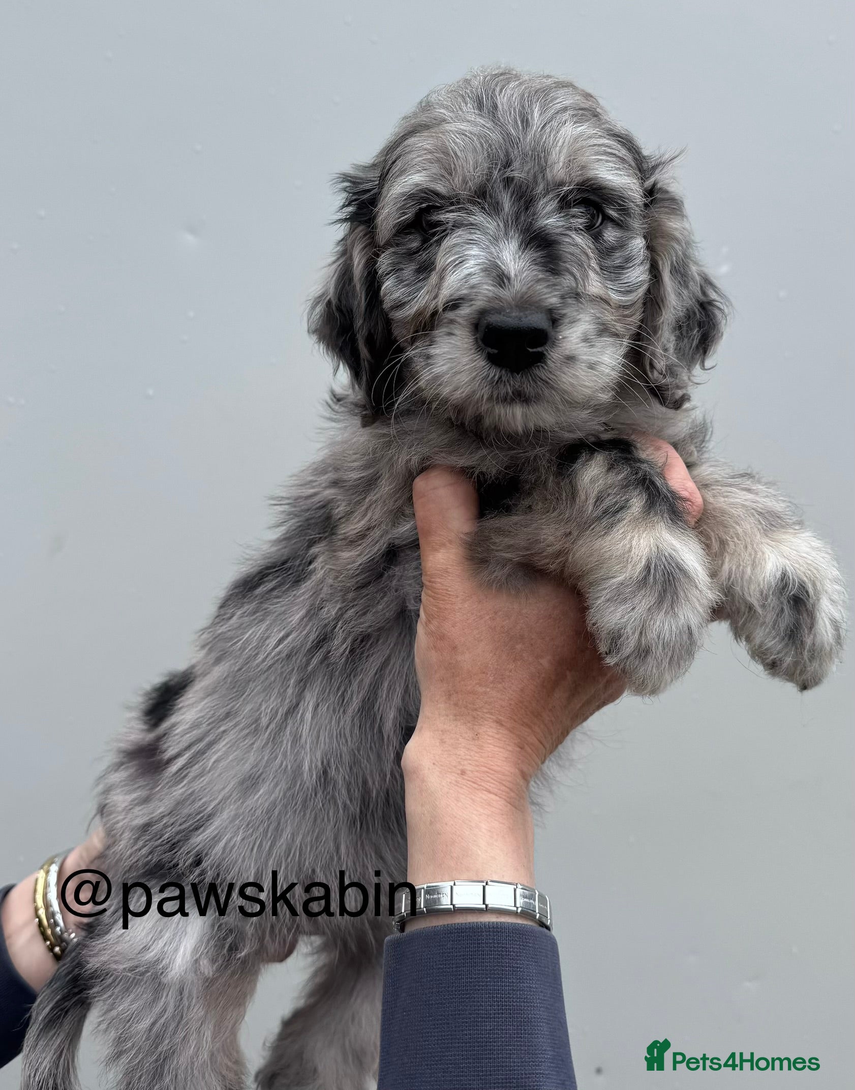 Mini Goldendoodle dogs for sale: F1 mini golden doodles - Advert 2