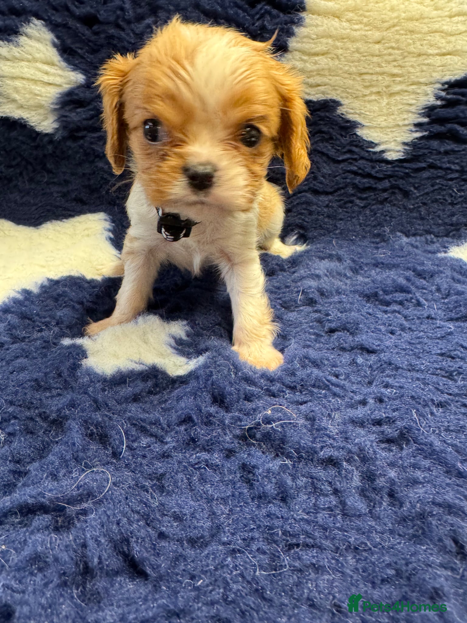 Cavalier King Charles Spaniel dogs Cavalier King Charles puppies  - Advert 1