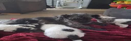 Mixed Breed dogs for sale: Bichon frise x Jack Russell puppies in Bristol - Advert 19