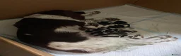 English Springer Spaniel dogs for sale: Springer spaniel puppies  - Advert 5