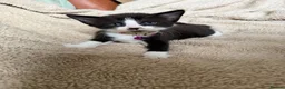 Mixed Breed cats for sale: 5 playful kittens for sale  in Chelmsford - Advert 4
