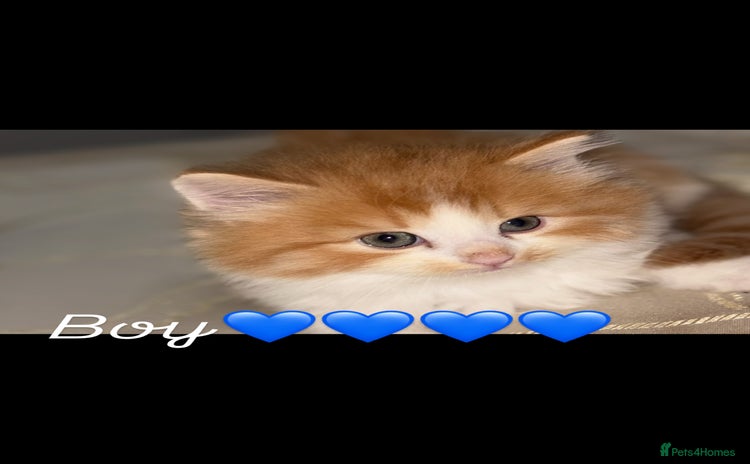 Mixed Breed cats - Advert 6