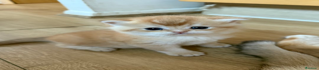 British Shorthair Kitten 3