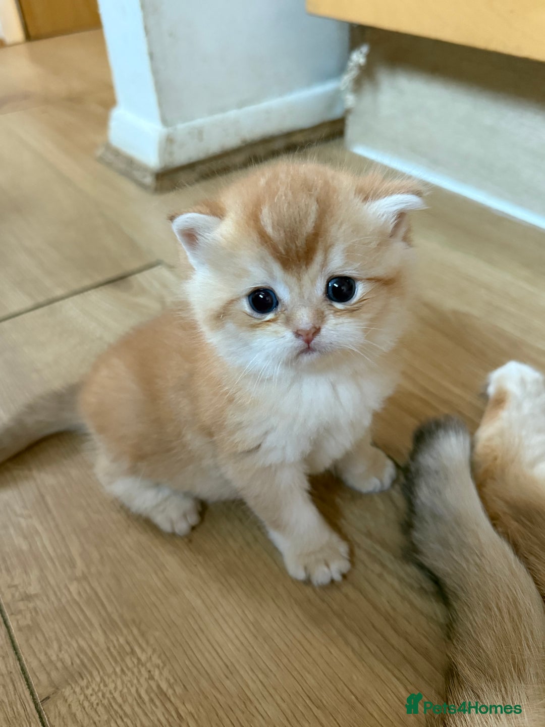 British Shorthair cats for sale: GCCF reg BSH & LH Chocolate & Black Golden Kittens - Image 33
