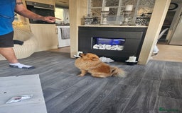 Pomeranian dogs for stud: Boysie  - Image 7