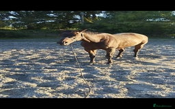 Irish Thoroughbred horses for sale: Bay gelding all rounder - Image 6