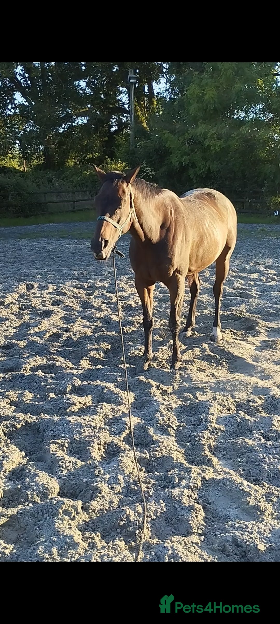 Irish Thoroughbred horses for sale: Bay gelding all rounder - Image 6