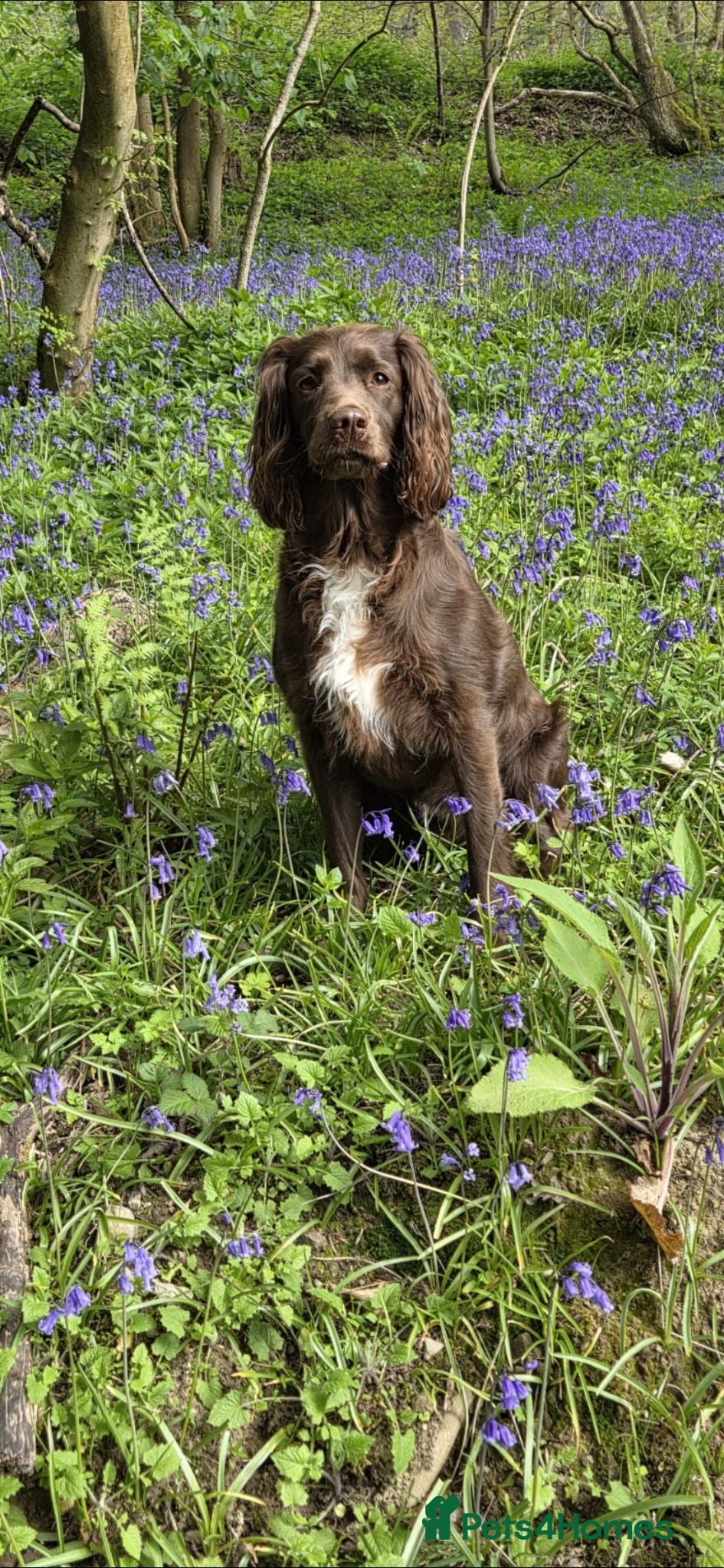 Sprocker dogs Working sprocker spaniels - Advert 4