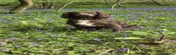 Sprocker dogs for sale: Working sprocker spaniels - Advert 1