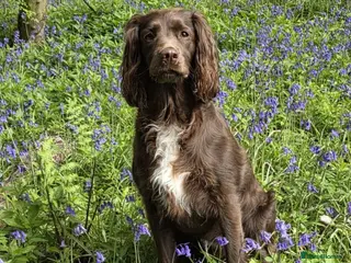 Sprocker dogs Working sprocker spaniels - Advert 6