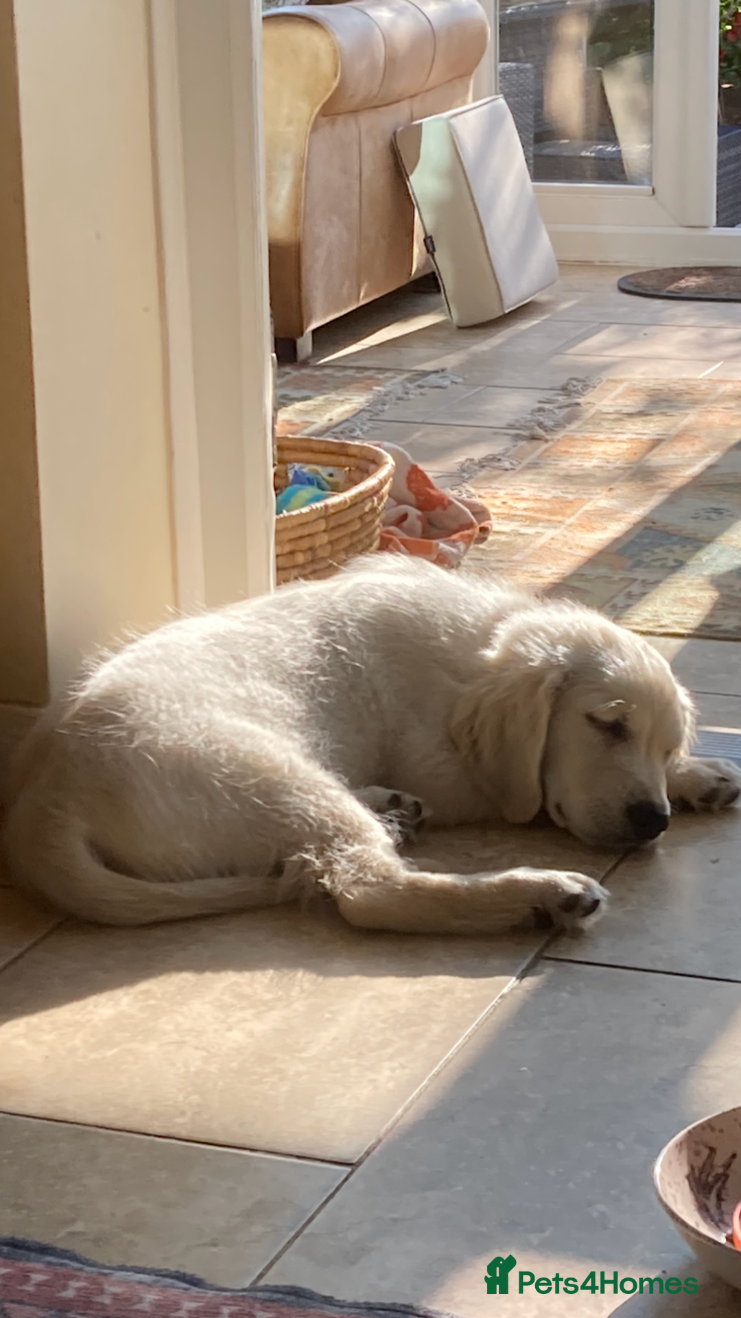 Golden Retriever dogs for sale: 15 month old Golden Retriever, Male, sweet, gentle - Image 4