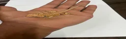 Bearded Dragon reptiles for sale: Baby Hypo bearded dragons🦎 - Advert 2