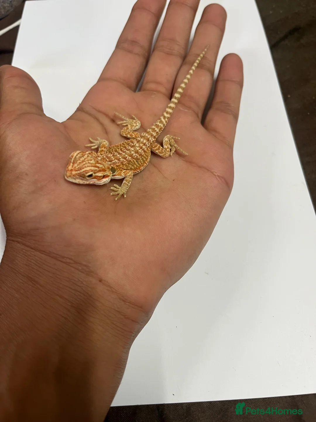 Bearded Dragon reptiles for sale: Baby Hypo bearded dragons🦎 - Advert 2