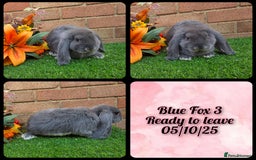 French Lop rabbits for sale: Fully Pedigree French Lops - Image 8