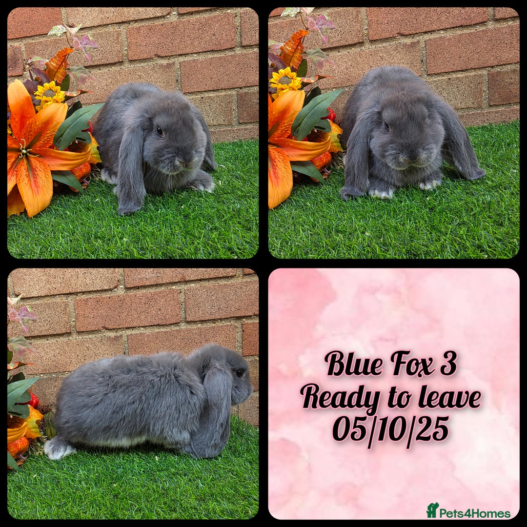 French Lop rabbits for sale: Fully Pedigree French Lops - Image 8