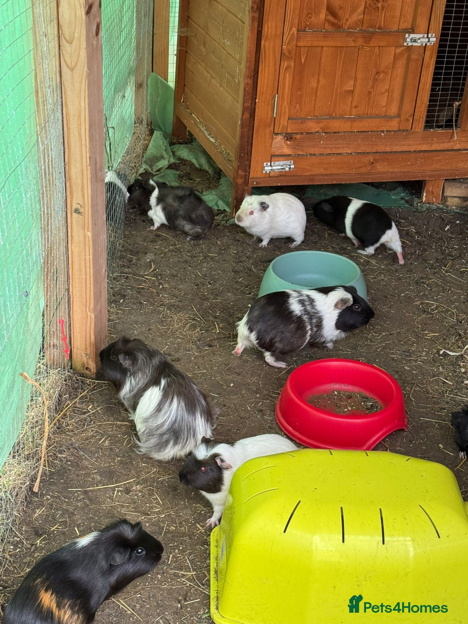Guinea Pig rodents Guinea Pigs for Sale. Cheap! - Advert 1