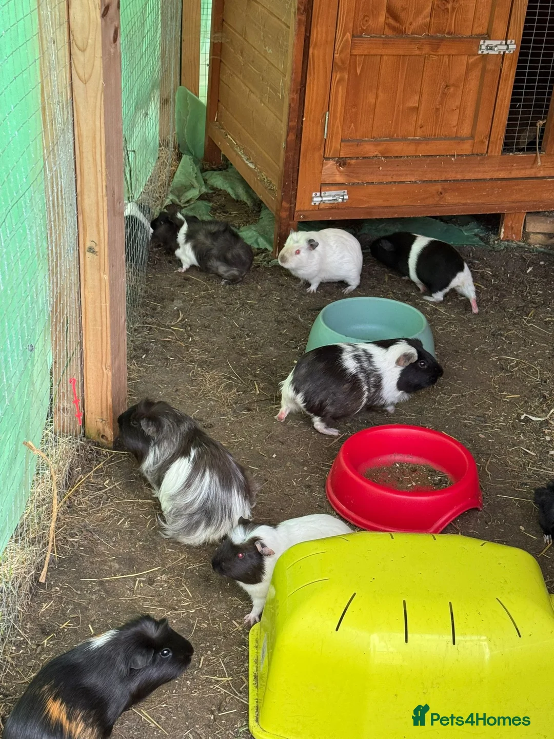 Guinea Pig rodents for sale: Guinea Pigs for Sale. Cheap! - Advert 1