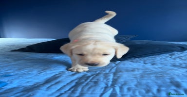 Labrador Retriever dogs - Advert 8