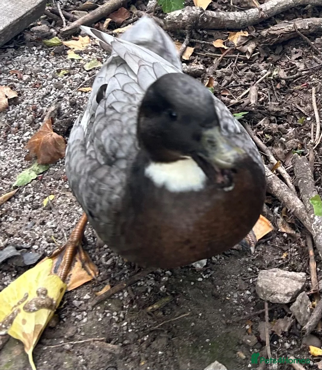 Ducks poultry for sale: Young pair of Call Ducks  in Congleton - Advert 2